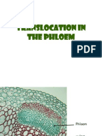 Phloem Transport