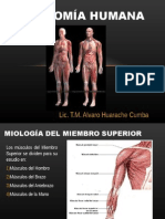 Musculos Del Miembro Supoerir