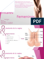 Genitales Fem