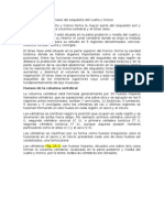 Características Regionales Del Esqueleto Del Cuello y Tronco