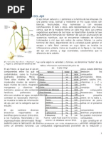 Método de Secado Del Ajo