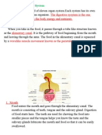 Organs of The Digestive System