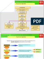 Aparato Digestivo