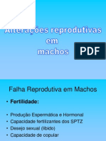 AULA 8 - Patologias Do Sistema Genital Masculino