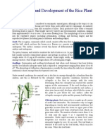 Rice Plant Morphology PDF