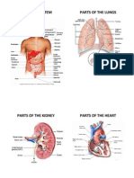 Digestive System Parts of The Lungs