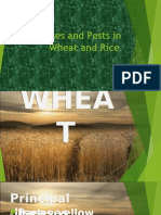 Diseases and Pests in Wheat and Rice