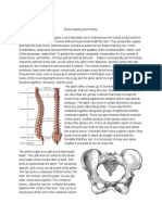 Skeletal System Lab Report