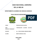 Informe de Hijuelos Platano