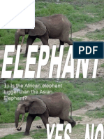 Elephant1 Pps