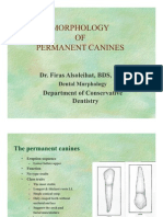 Morphology of Permanent Canines