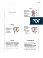 Lesão Meniscal