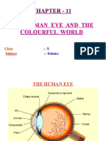 Light-Human Eye and The Colourful World