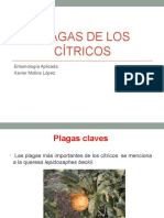 Plagas de Cítricos