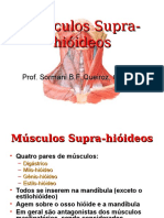 Músculos Da Supra-Hióideos