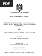 PDF Documento