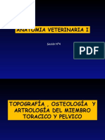 Osteologia Miembros Toracicos y Pelvicos