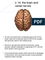 Chapter 14: The Brain and Cranial Nerves