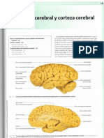 Hemisferios y Corteza Cerebral