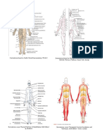 Dermatomes