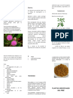 Plantas Medicinales