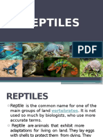 Reptiles