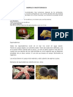 Clasificacion de Los Animales Vertebrados e Invertebrados