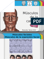 Musculos de La Cabeza