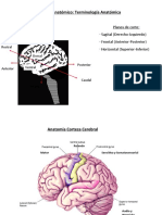 PresentacionAyud 1. Anatomico