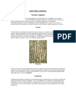 Anatomia Vegetal