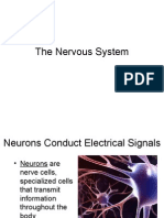 The Nervous System