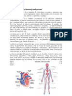 11 Sistemas de Cuerpo Humano y Sus Funciones