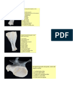 Osteologia Miembros Canino