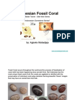 Indonesian Fossil Coral