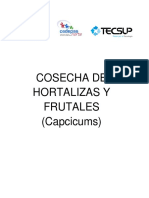 Proceso de Cosecha de Hortalizas y Frutales (Capcicums) 2