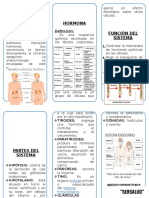 Triptico Sistema Endocrino