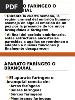 Embriologia Arcos Faringeos