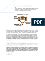 Anatomía de La Columna Cervical