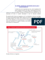 Metabolismo Del Hierro