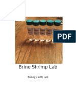 Brine Shrimp Lab