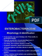 Enterobacteriaceae