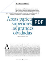 Áreas Parietales Superiores, Las Grandes Olvidadas