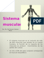 Sistema Muscular