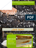 Microbiologia de Suelos - Colembolos