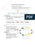 Photosynthesis and Cellular Respiration Review Student