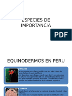 Especies-De-importancia de Equinodermos