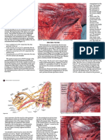 P Brachialis 2