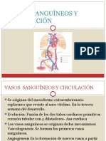 Vasos Sanguineos y Circulacion