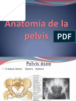 Anatomía de La Pelvis