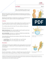 Herniated Disk in The Lower Back: Anatomy